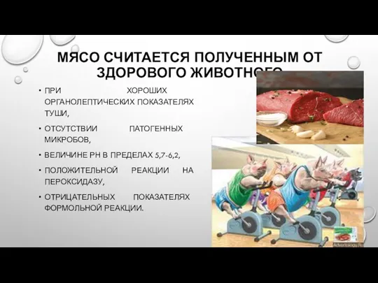 МЯСО СЧИТАЕТСЯ ПОЛУЧЕННЫМ ОТ ЗДОРОВОГО ЖИВОТНОГО ПРИ ХОРОШИХ ОРГАНОЛЕПТИЧЕСКИХ ПОКАЗАТЕЛЯХ