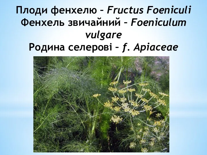 Плоди фенхелю – Fructus Foeniculi Фенхель звичайний – Foeniculum vulgare Родина селеровi – f. Apiaceae