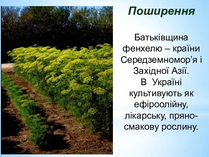 Поширення Батькiвщина фенхелю – країни Середземномор’я i Захiдної Азiї. В