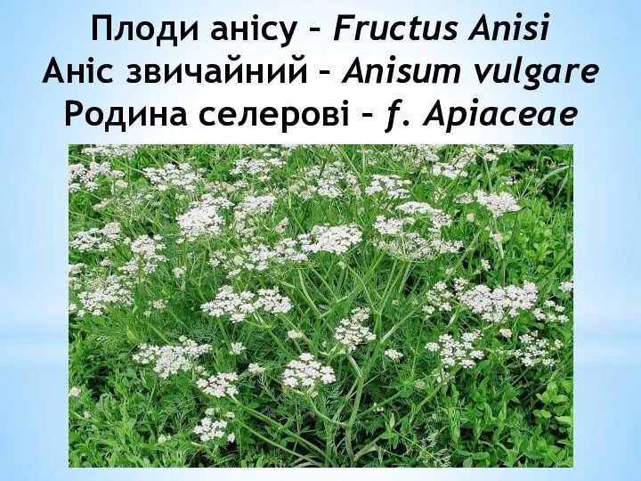 Плоди анiсу – Fructus Anisi Анiс звичайний – Anisum vulgare Родина селеровi – f. Apiaceae