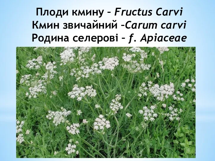 Плоди кмину – Fructus Сarvi Кмин звичайний –Сarum carvi Родина селеровi – f. Apiaceae