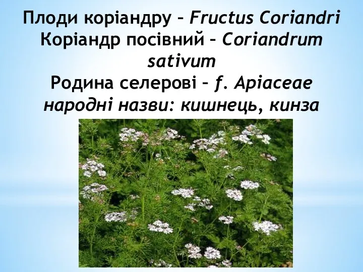 Плоди корiандру – Fructus Coriandri Корiандр посiвний – Coriandrum sativum