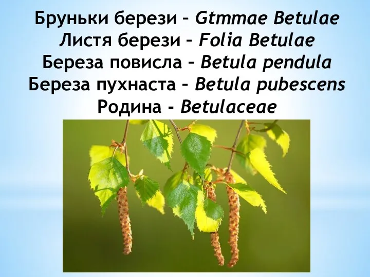 Бруньки берези – Gtmmae Betulae Листя берези – Folia Betulae