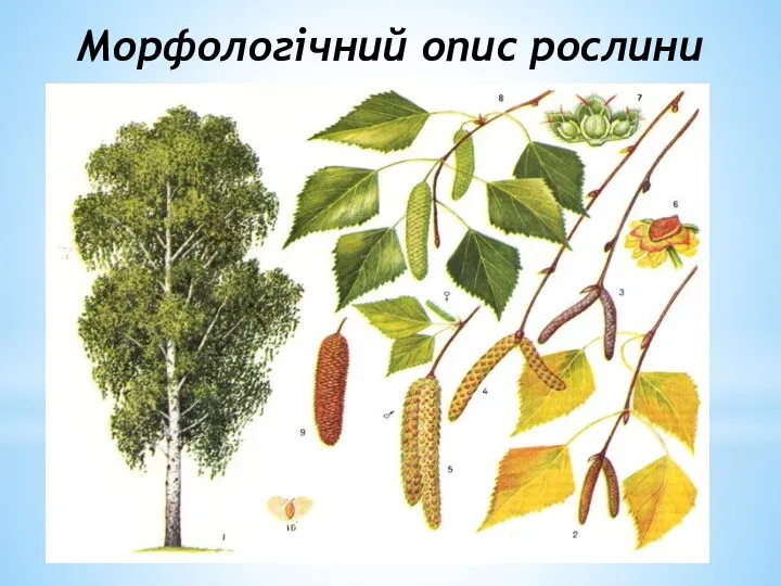 Морфологiчний опис рослини