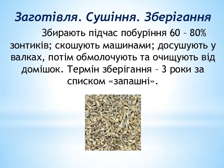 Заготiвля. Сушiння. Зберiгання Збирають пiдчас побурiння 60 – 80% зонтикiв;