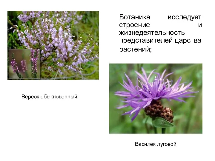 Ботаника исследует строение и жизнедеятельность представителей царства растений; Вереск обыкновенный Василёк луговой