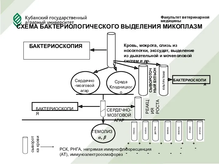 СХЕМА БАКТЕРИОЛОГИЧЕСКОГО ВЫДЕЛЕНИЯ МИКОПЛАЗМ