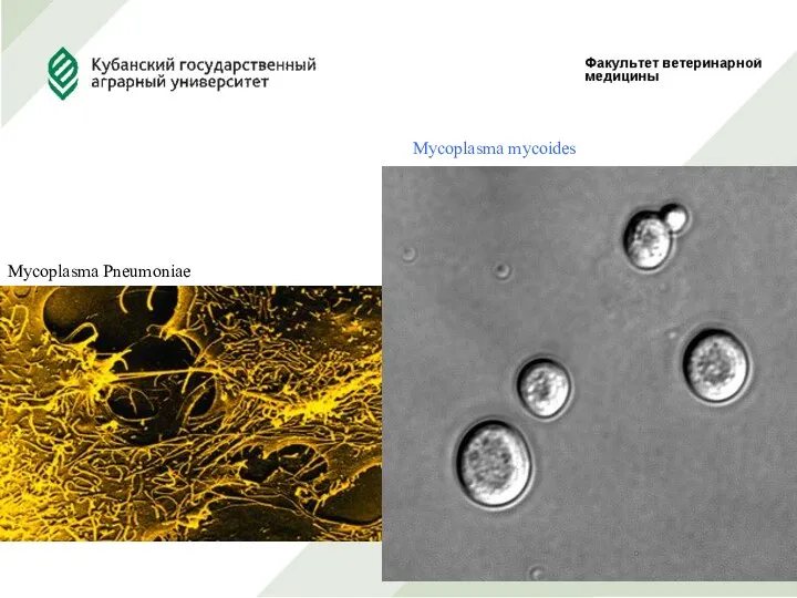 Mycoplasma Pneumoniae Mycoplasma mycoides