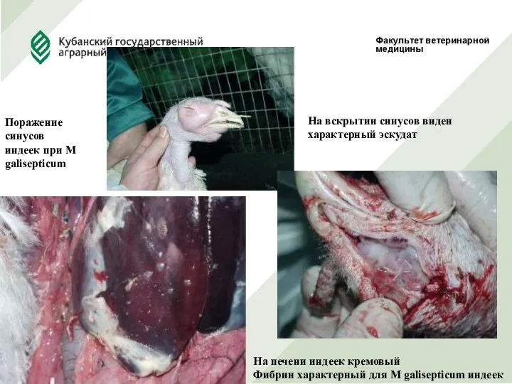 Поражение синусов индеек при M galisepticum На вскрытии синусов виден