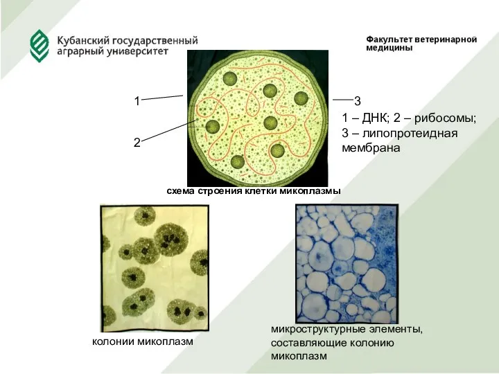 схема строения клетки микоплазмы 1 2 3 колонии микоплазм микроструктурные