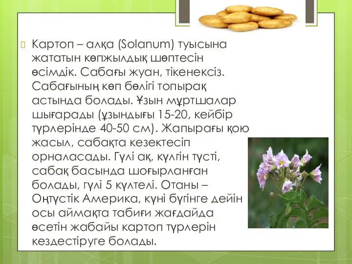 Картоп – алқа (Solanum) туысына жататын көпжылдық шөптесін өсімдік. Сабағы жуан, тікенексіз. Сабағының