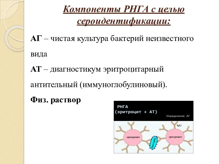 Компоненты РНГА с целью сероидентификации: АГ – чистая культура бактерий