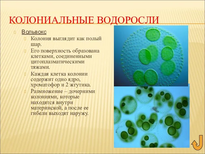 КОЛОНИАЛЬНЫЕ ВОДОРОСЛИ Вольвокс Колония выглядит как полый шар. Его поверхность