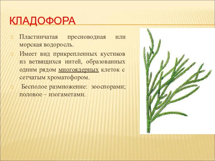 КЛАДОФОРА Пластинчатая пресноводная или морская водоросль. Имеет вид прикрепленных кустиков