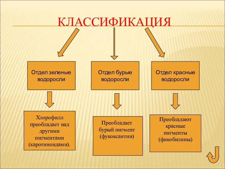 КЛАССИФИКАЦИЯ Отдел зеленые водоросли Отдел бурые водоросли Отдел красные водоросли