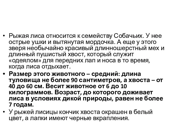 Рыжая лиса относится к семейству Собачьих. У нее острые ушки и вытянутая мордочка.