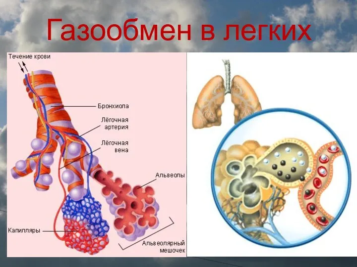 Газообмен в легких