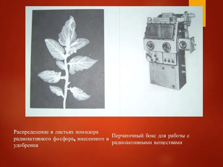 Распределение в листьях помидора радиоактивного фосфора, внесенного в удобрения Перчаточный бокс для работы с радиоактивными веществами