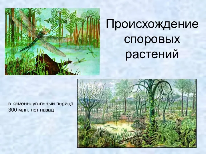 Происхождение споровых растений в каменноугольный период 300 млн. лет назад