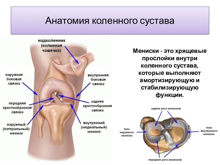 Анатомия коленного сустава Мениски - это хрящевые прослойки внутри коленного