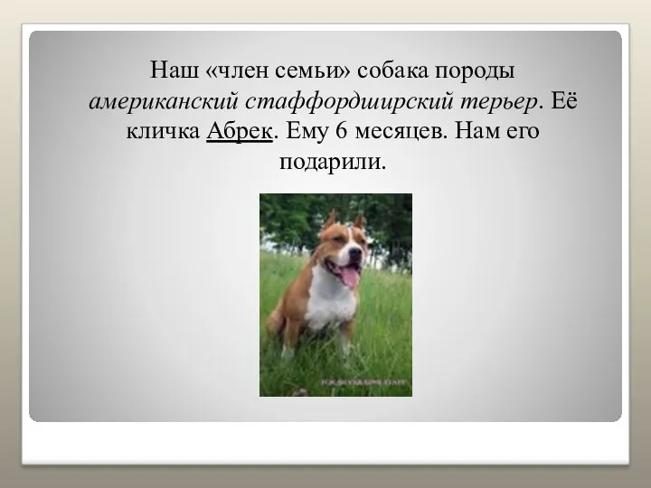 Наш «член семьи» собака породы американский стаффордширский терьер. Её кличка Абрек. Ему 6