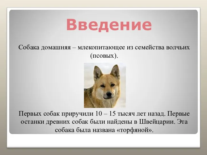 Введение Собака домашняя – млекопитающее из семейства волчьих (псовых). Первых