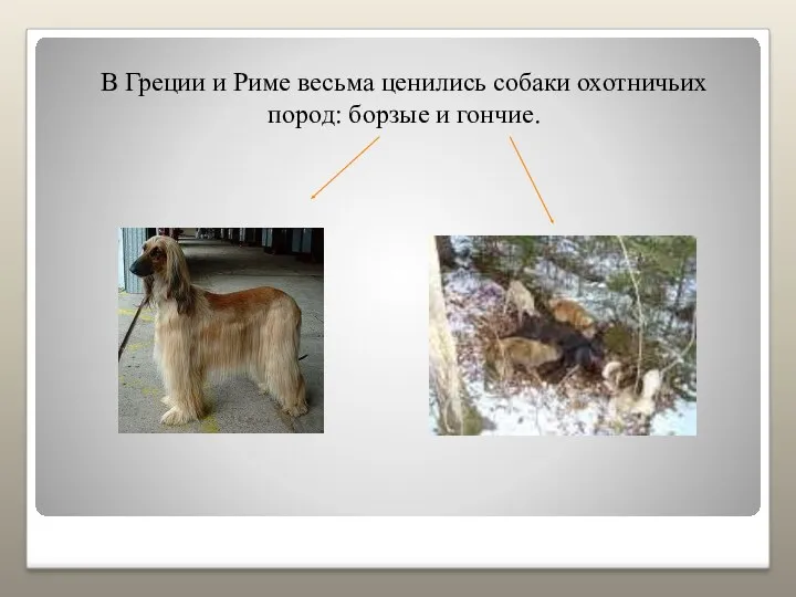 В Греции и Риме весьма ценились собаки охотничьих пород: борзые и гончие.
