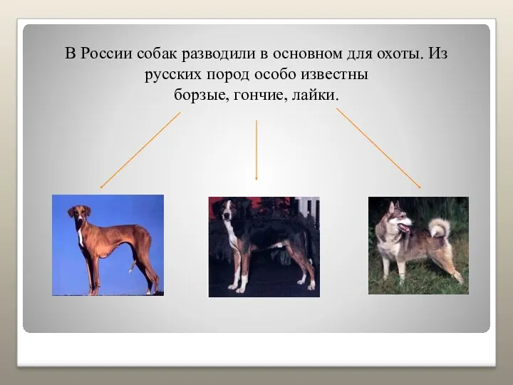 В России собак разводили в основном для охоты. Из русских пород особо известны борзые, гончие, лайки.