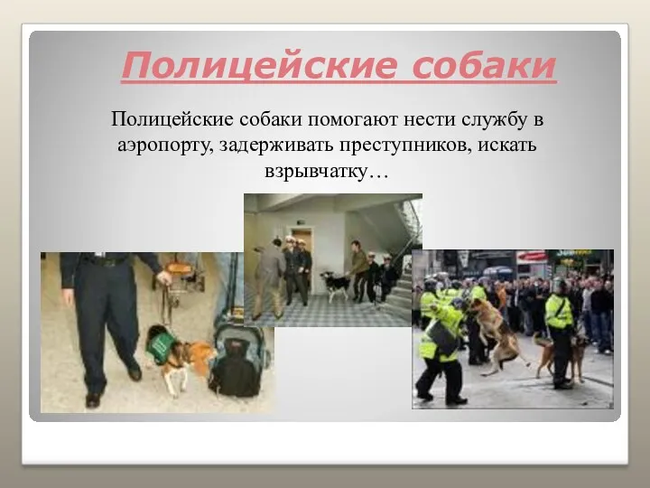 Полицейские собаки Полицейские собаки помогают нести службу в аэропорту, задерживать преступников, искать взрывчатку…