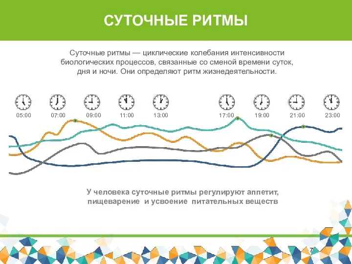 У человека суточные ритмы регулируют аппетит, пищеварение и усвоение питательных