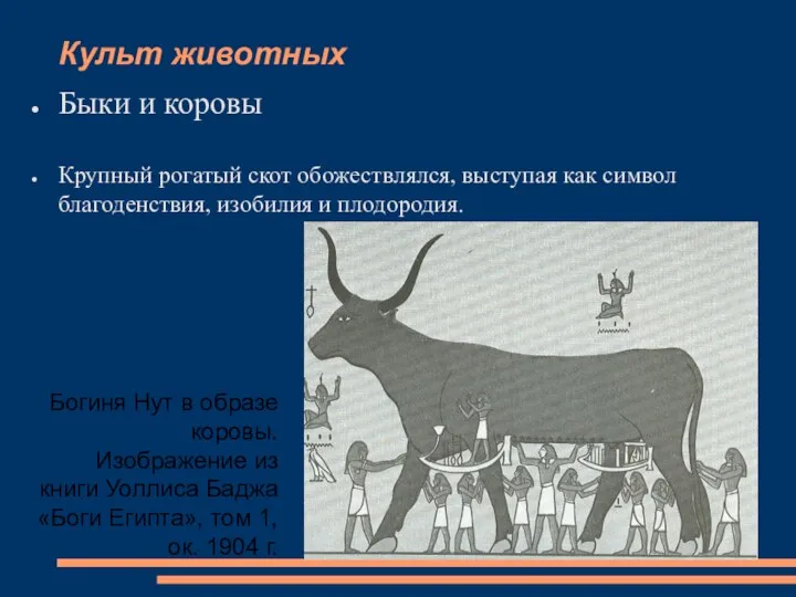Культ животных Быки и коровы Крупный рогатый скот обожествлялся, выступая как символ благоденствия,