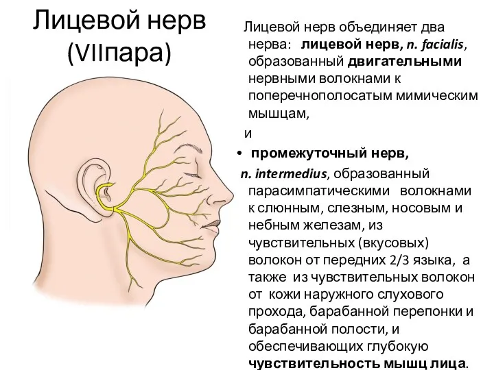 Лицевой нерв (VIIпара) Лицевой нерв объединяет два нерва: лицевой нерв,