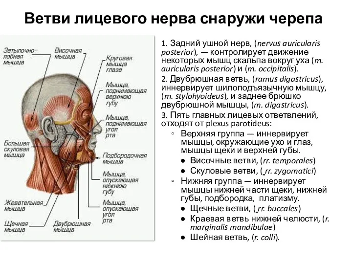 Ветви лицевого нерва снаружи черепа 1. Задний ушной нерв, (nervus