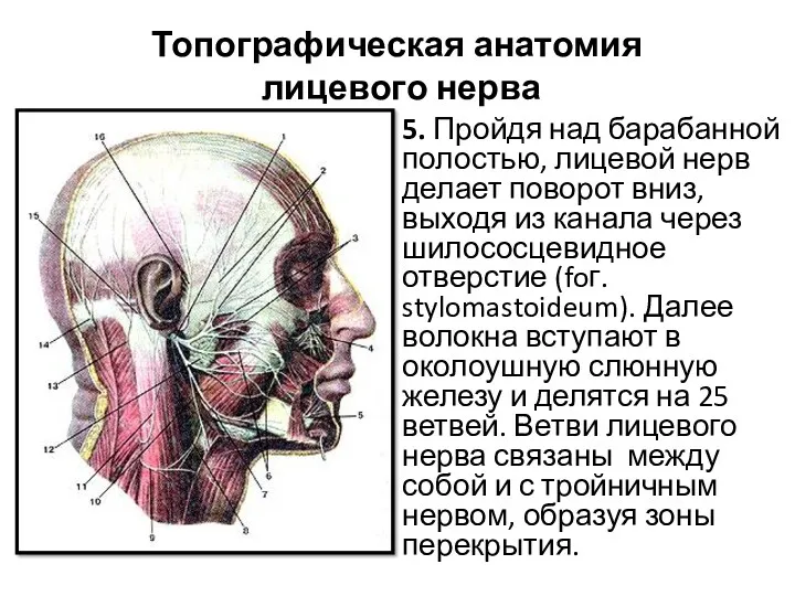 Топографическая анатомия лицевого нерва 5. Пройдя над барабанной полостью, лицевой