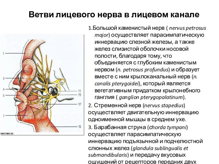 Ветви лицевого нерва в лицевом канале 1.Большой каменистый нерв (