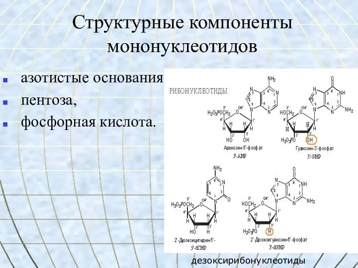 Структурные компоненты мононуклеотидов азотистые основания, пентоза, фосфорная кислота. дезоксирибонуклеотиды