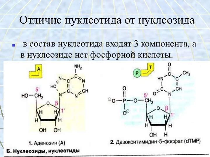 Отличие нуклеотида от нуклеозида в состав нуклеотида входят 3 компонента, а в нуклеозиде нет фосфорной кислоты.