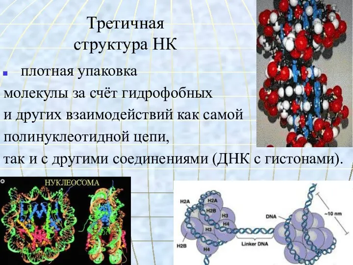 Третичная структура НК плотная упаковка молекулы за счёт гидрофобных и других взаимодействий как