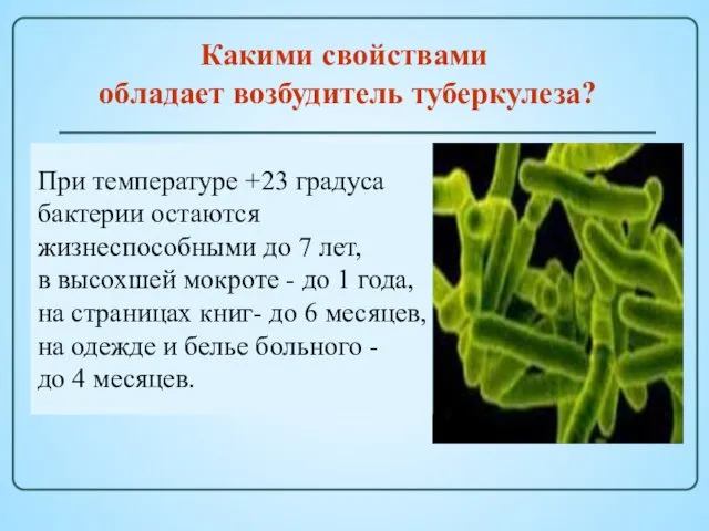 Какими свойствами обладает возбудитель туберкулеза? При температуре +23 градуса бактерии