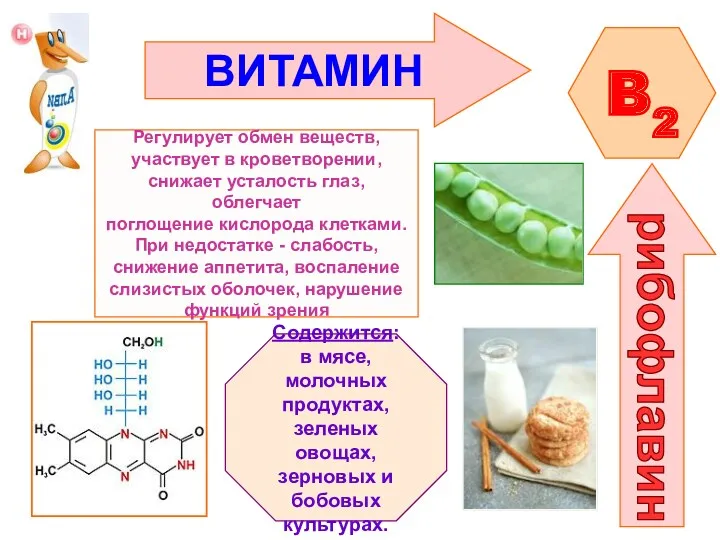 B2 рибофлавин Регулирует обмен веществ, участвует в кроветворении, снижает усталость