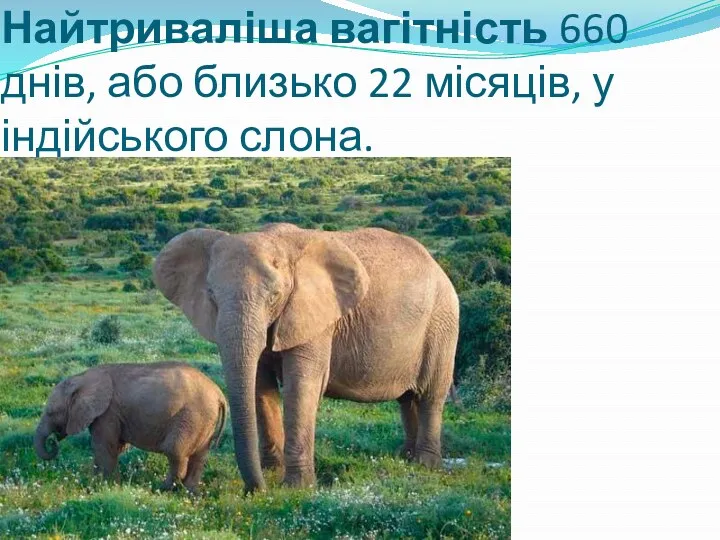 Найтриваліша вагітність 660 днів, або близько 22 місяців, у індійського слона.