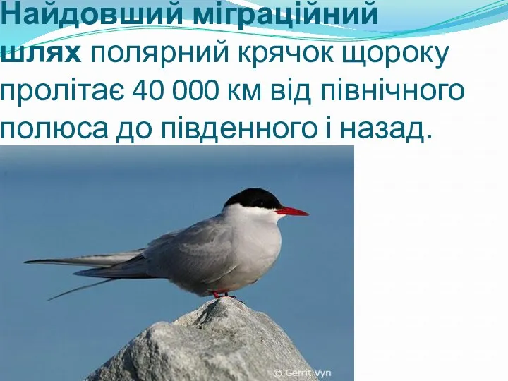 Найдовший міграційний шлях полярний крячок щороку пролітає 40 000 км