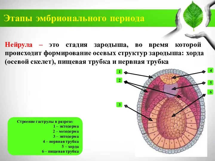 Этапы эмбрионального периода Нейрула – это стадия зародыша, во время