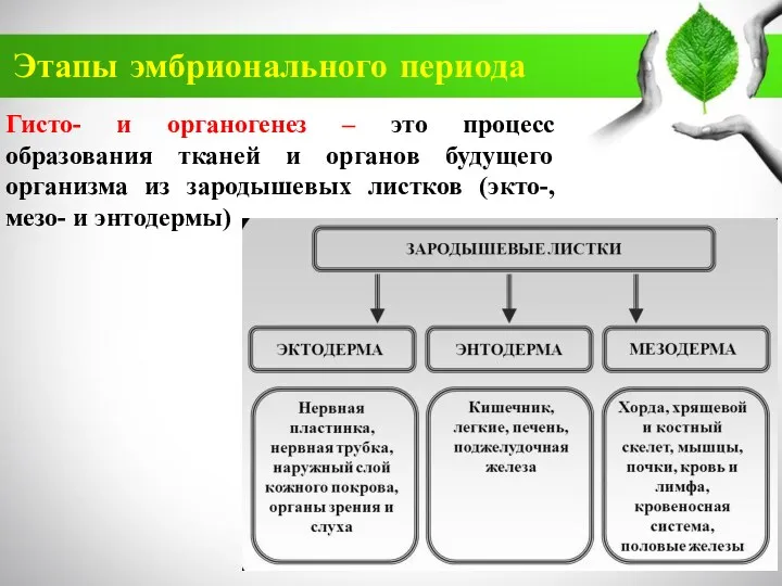 Этапы эмбрионального периода Гисто- и органогенез – это процесс образования