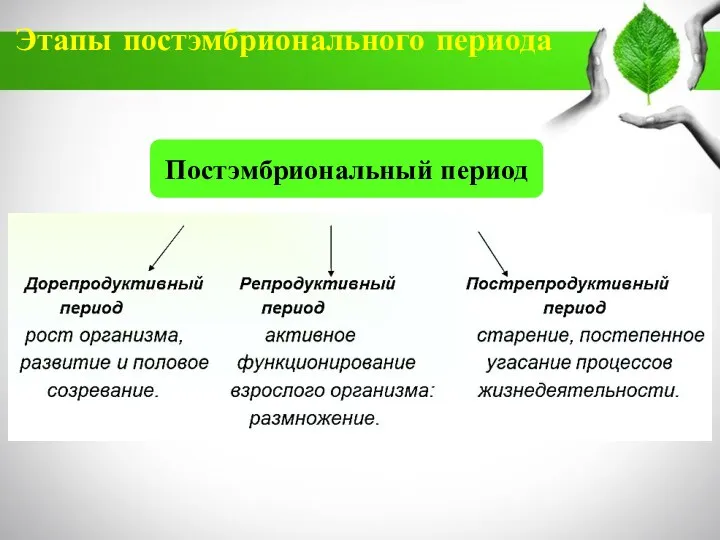 Этапы постэмбрионального периода Постэмбриональный период