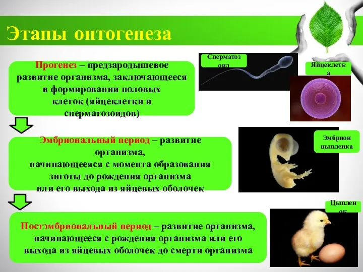 Этапы онтогенеза Прогенез – предзародышевое развитие организма, заключающееся в формировании