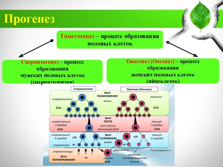 Прогенез Гаметогенез – процесс образования половых клеток Сперматогенез – процесс