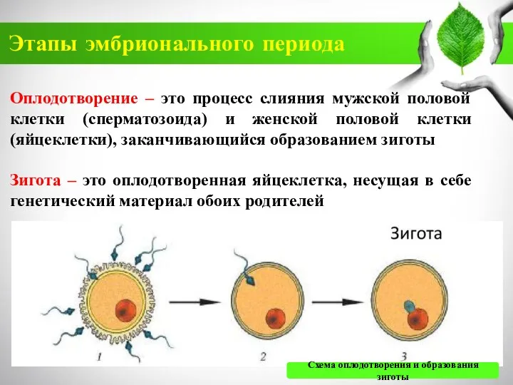 Этапы эмбрионального периода Оплодотворение – это процесс слияния мужской половой