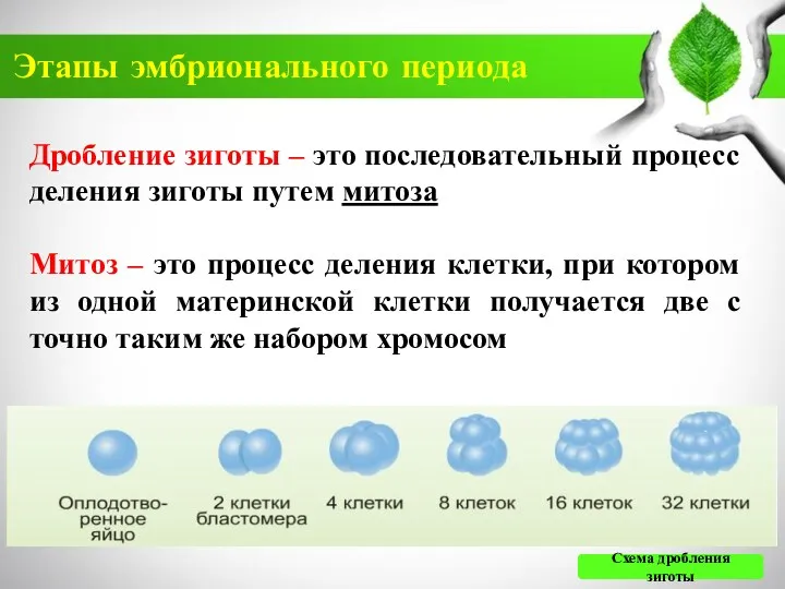 Этапы эмбрионального периода Дробление зиготы – это последовательный процесс деления