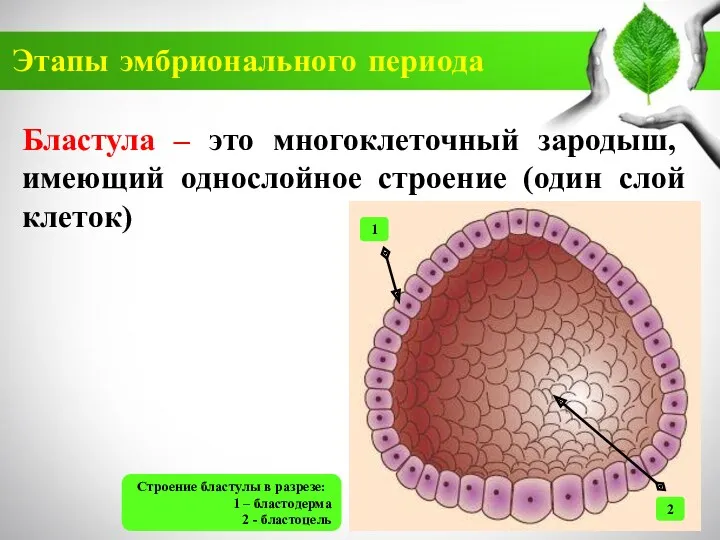 Этапы эмбрионального периода Бластула – это многоклеточный зародыш, имеющий однослойное